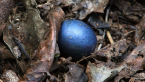 Forest Fruit
