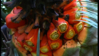 Fruiting Cone