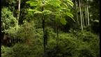 Tree Ferns