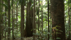 Yellow Carabeen Tree 4