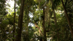 Epiphytic Growth