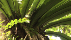Bird's Nest Fern