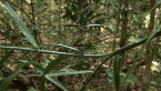 Supplejack Vine