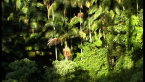 Bangalow Palms