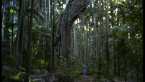Moreton Bay Fig Tree