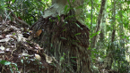 Aerial Roots
