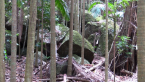 Volcanic Rocks