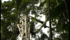 Strangler Fig