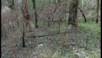 Fire Impact