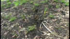 New Growth