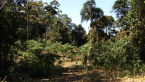 New Clearing