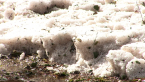 Hail Stones