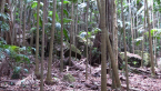 Volcanic Rocks 4