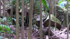 Volcanic Rocks 5